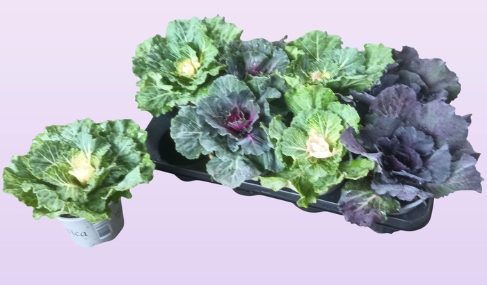 <h4>BRASSICA (SIERKOOL)</h4>
