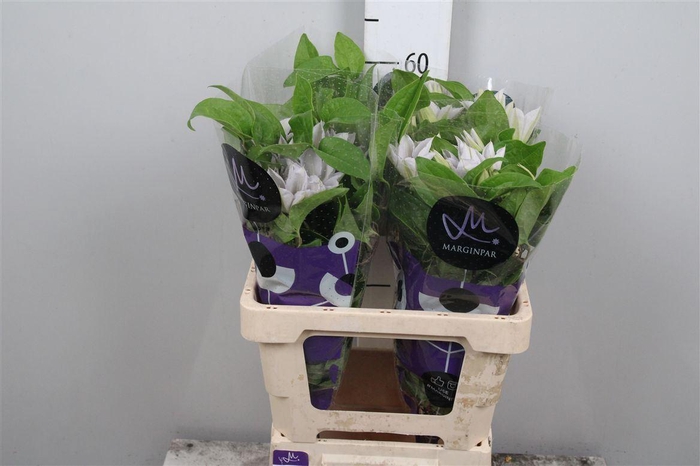 <h4>Clem Amazing Vienna</h4>