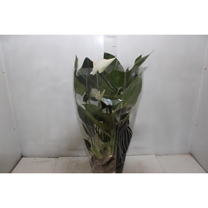 ANTHURIUM WHITE WINNER P17