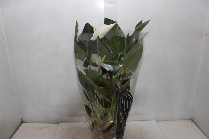 <h4>ANTHURIUM WHITE WINNER P17</h4>