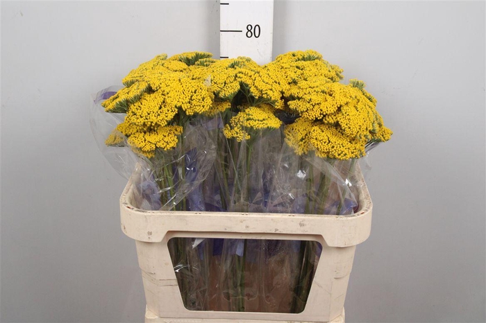 <h4>Achil F Parker Variety</h4>