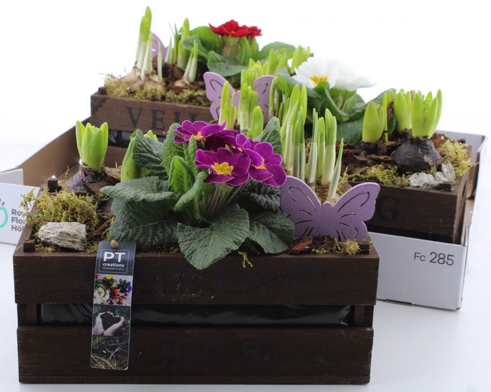 <h4>ARR PL IN SCHAAL</h4>