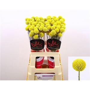 Craspedia Paintball Pop 60cm