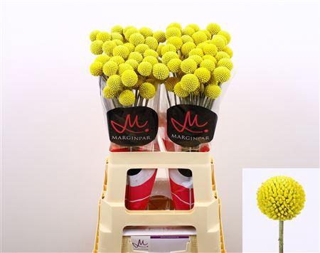 <h4>Craspedia Paintball Pop 60cm</h4>