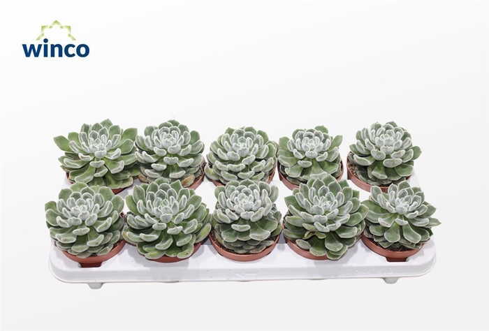 <h4>Echeveria Green Velvet</h4>