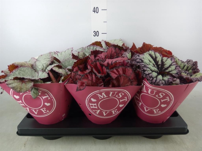 <h4>Begonia BD 'Beleaf'   ...mix</h4>