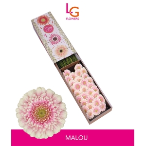 Germini Malou Doos