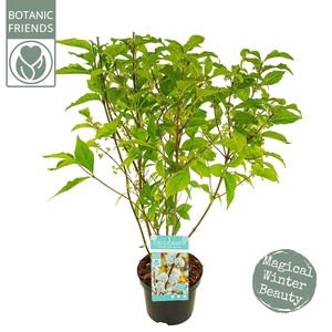 Callicarpa overig