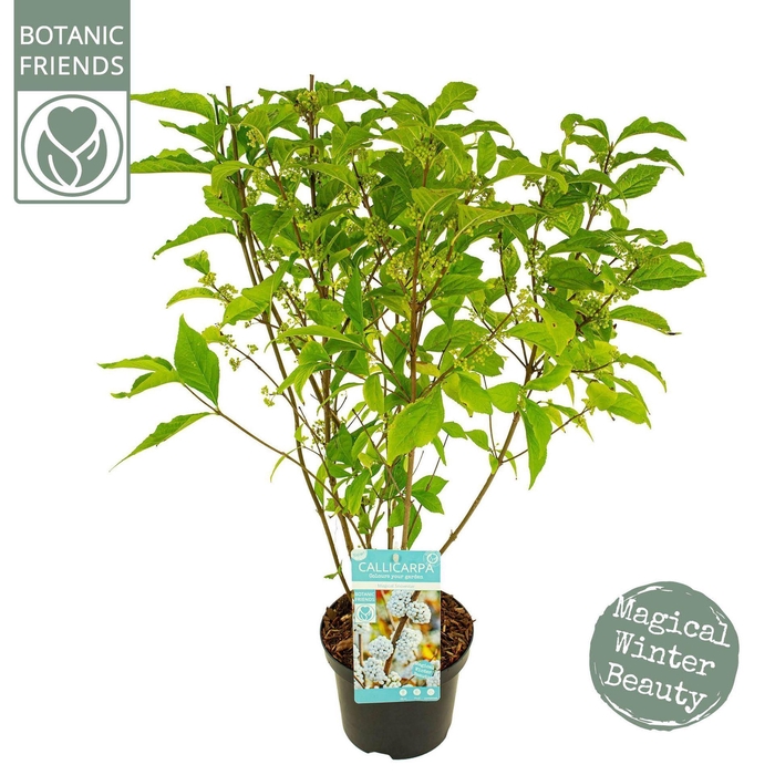 <h4>Callicarpa overig</h4>