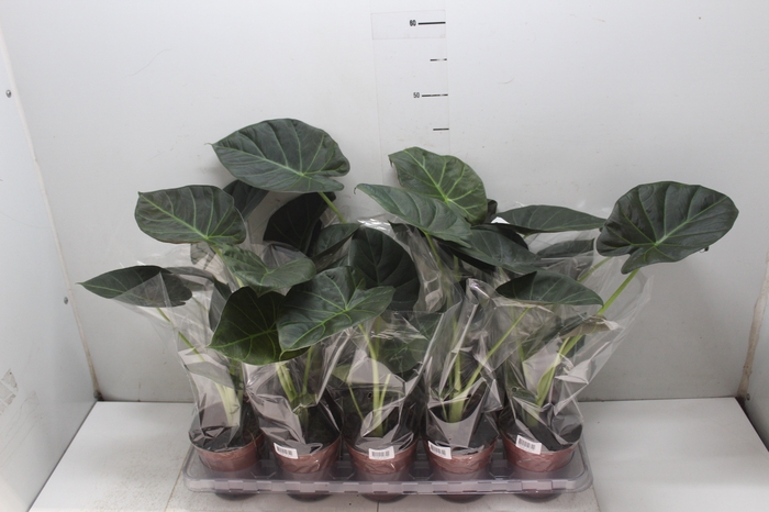 <h4>ALOCASIA REGAL SHIELDS P12</h4>