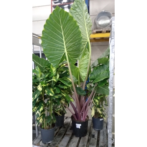 Alocasia portodora