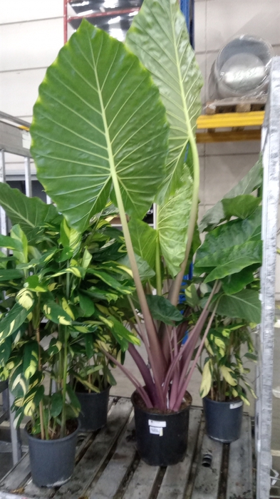<h4>Alocasia portodora</h4>