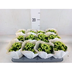 Kalanchoe  'RoseFlow Greta'
