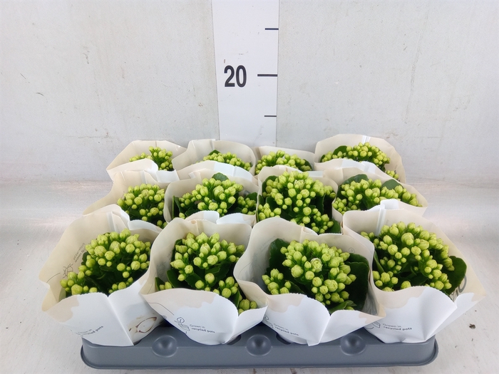 <h4>Kalanchoe  'RoseFlow Greta'</h4>