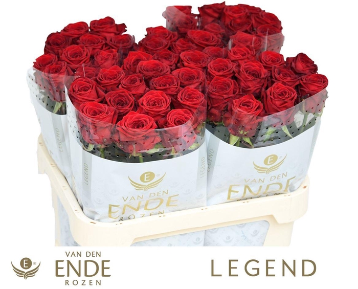 <h4>R Gr Red Naomi</h4>