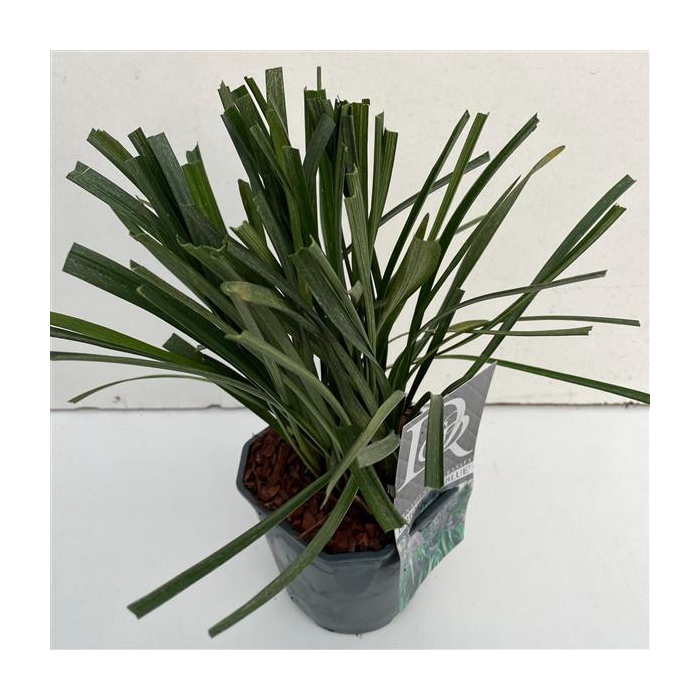 <h4>Liriope 'Big Blue'</h4>