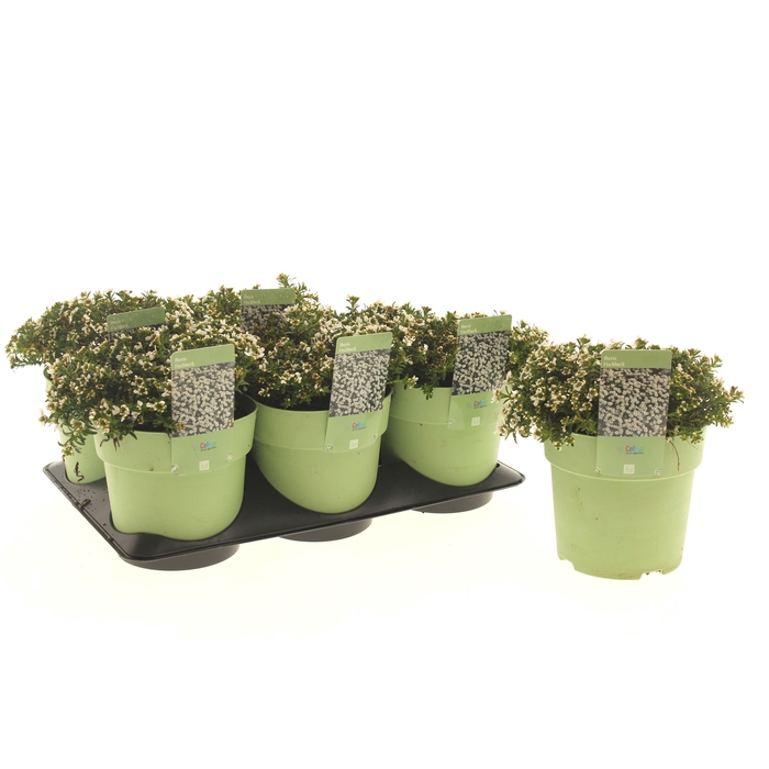 <h4>Iberis Fishbeck</h4>