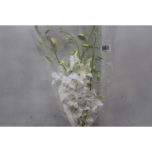 DENPHALAEN MACO MINIMO 30 FLORES