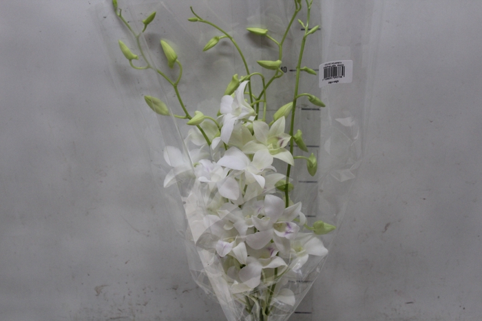 <h4>DENPHALAEN MACO MINIMO 30 FLORES</h4>