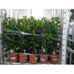 Ficus microcarpa 'Moclame'