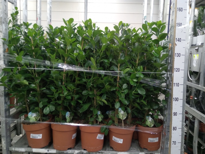 <h4>Ficus microcarpa 'Moclame'</h4>