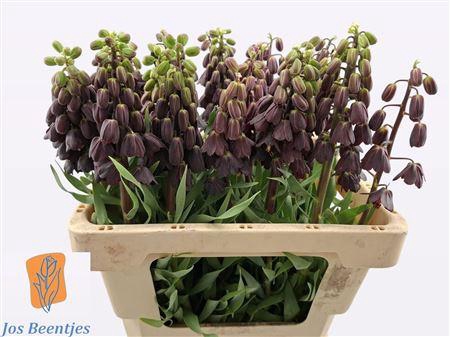 <h4>FRIT PERSICA</h4>