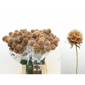 Scabiosa St Klb H%