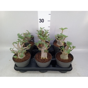 Adenium NB 'Ansu Baobab'