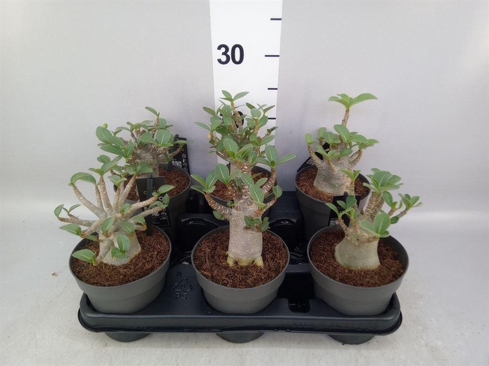 <h4>Adenium NB 'Ansu Baobab'</h4>