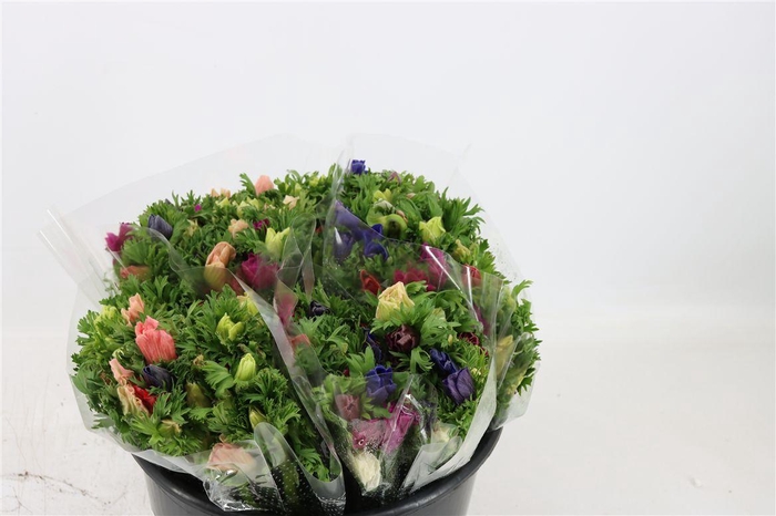 <h4>Anem Co Jerusal Mixed</h4>