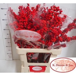 Ilex verticillata L 65 IA