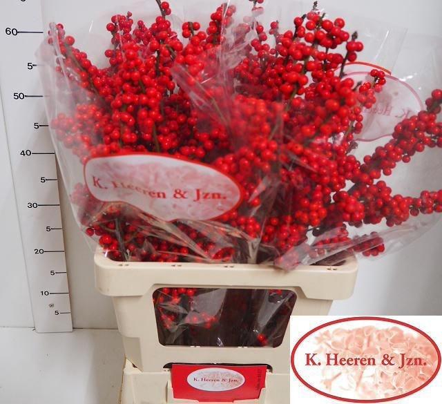 <h4>Ilex verticillata L 65 IA</h4>