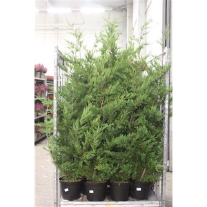 Cupr Leylandii Ov