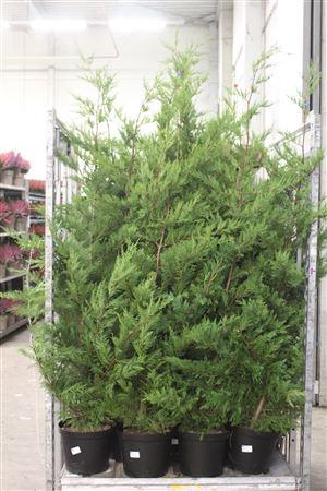 <h4>Cupr Leylandii Ov</h4>