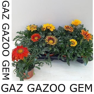 GAZ GAZOO GEM