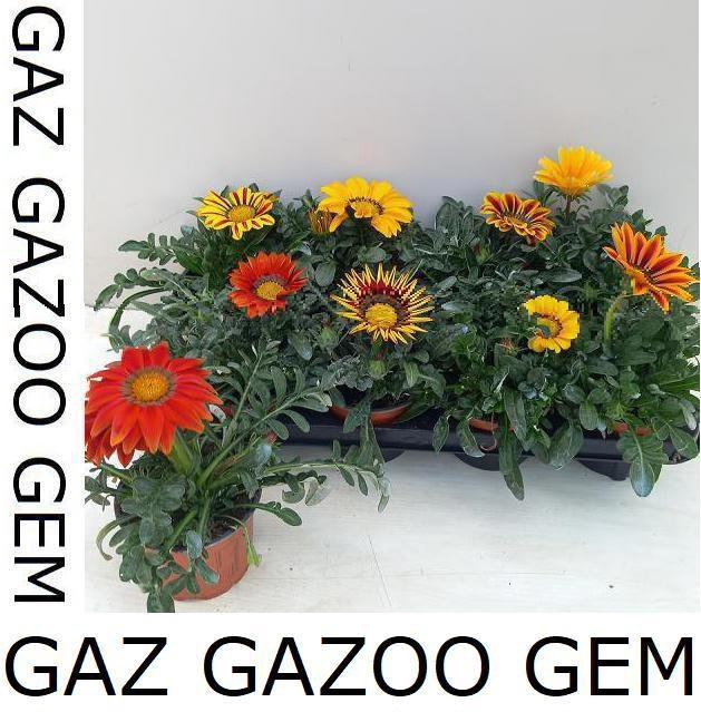 <h4>GAZ GAZOO GEM</h4>