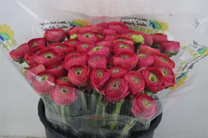 <h4>Ran Cloni Sup Laser</h4>