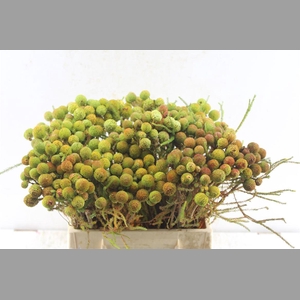 Kaaps Berz Galpinii Baubles