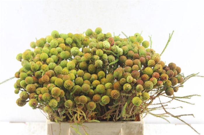 <h4>Kaaps Berz Galpinii Baubles</h4>