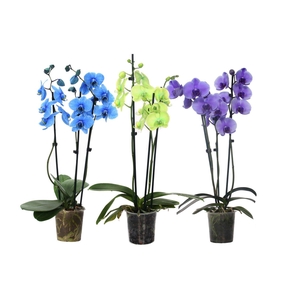 Phal I Am Mix 3T18+ (24u levertijd)