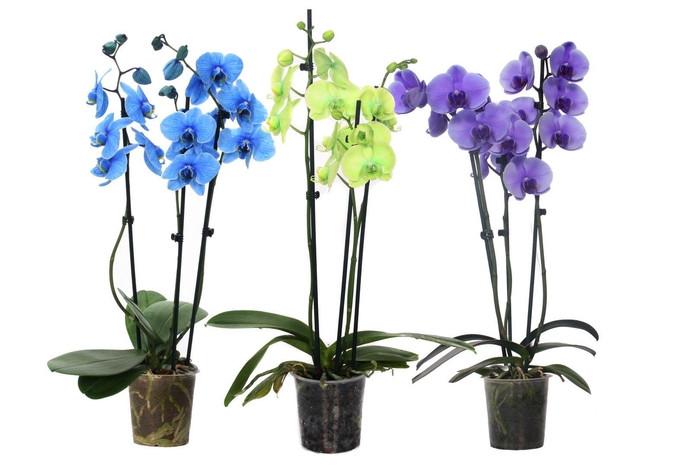 <h4>Phal I Am Mix 3T18+ (24u levertijd)</h4>