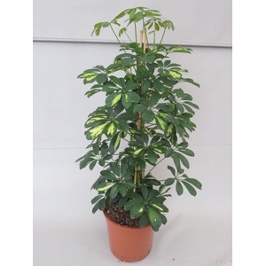 Schefflera arbo. Gold Capella