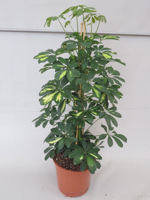 <h4>Schefflera arbo. Gold Capella</h4>