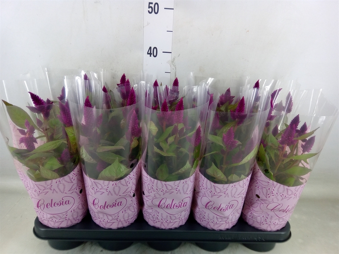 <h4>Celosia spic. 'Deep Purple'</h4>
