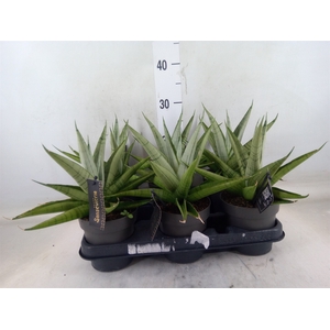 Sansevieria   ...
