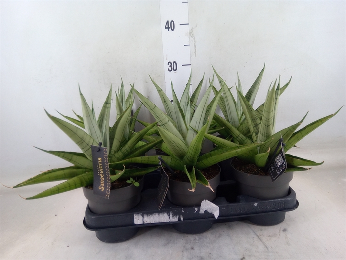 <h4>Sansevieria   ...</h4>