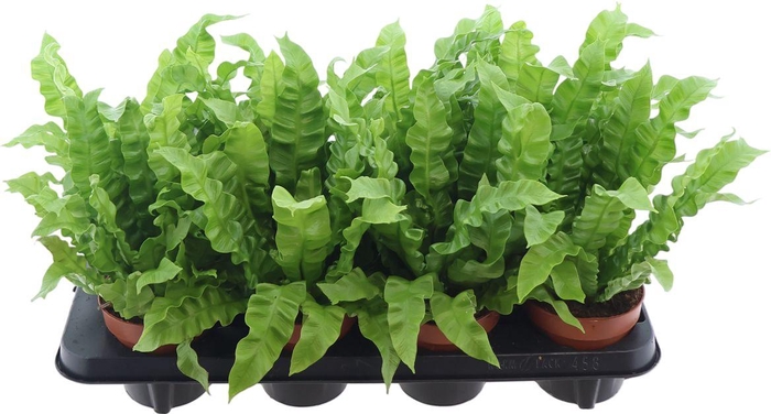 <h4>Asplenium Crispy Wave</h4>