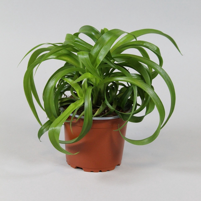 <h4>Chlorophytum comosum green Bonnie</h4>