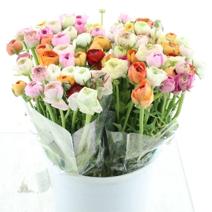 Ran Azuur Mix In Bunch