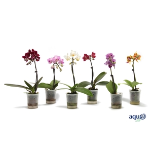 Phal Tiny Dolls Mix 1T7+ Aqu@